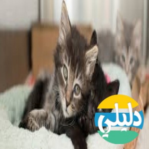الدليل العربي-kitten rescue