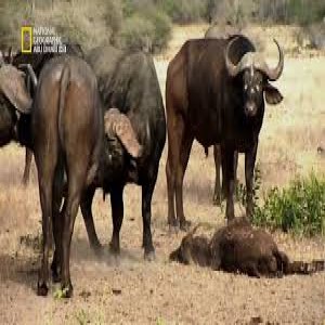 الدليل العربي-مواقع علمية-نبات وحيوان-nat geo
