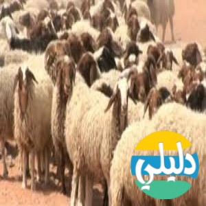 الدليل العربي-اراسكو فييد