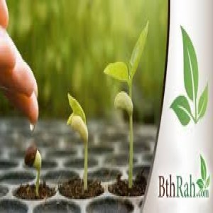 الدليل العربي-مواقع علمية-نبات وحيوان-بذره