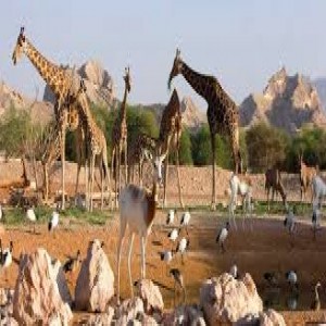الدليل العربي-مواقع علمية-نبات وحيوان-حديقه حيوان العين