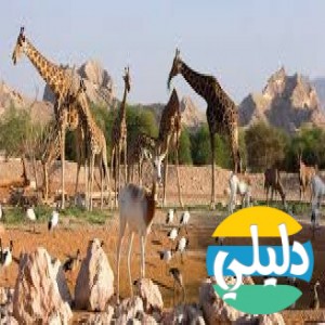 الدليل العربي-حديقه حيوان العين