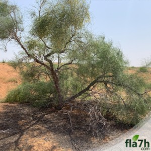 الدليل العربي-متجر فلاحة