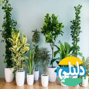 الدليل العربي-موقع نباتاتي