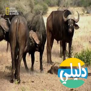 الدليل العربي-ناشونال جيوجرافيك