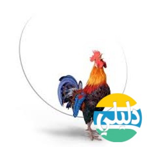 الدليل العربي-Pixelsquid