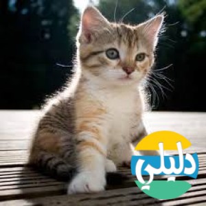الدليل العربي-kitten rescue