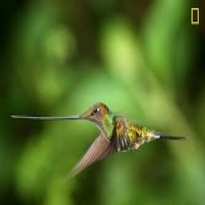 الدليل العربي-مواقع علمية-بيئية-nat geo