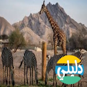 الدليل العربي-حديقه حيوان العين